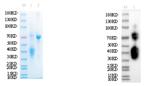 Reducing 12% SDS-PAGE and WB analysis profile of purified D234A+ N165A<br />1. D234A+ N165A<br />2. BSA